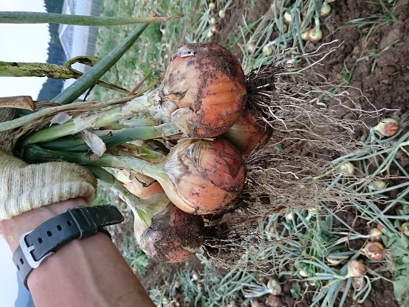 玉ねぎ収穫